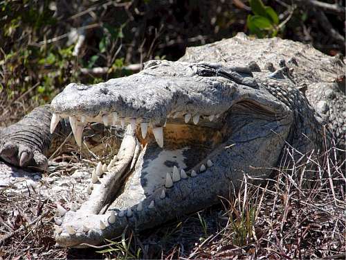 attack Crocodile