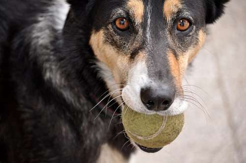 One Animal, Dog, Ball, Sport, Tennis Ball, 