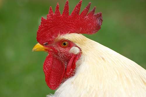 Rooster