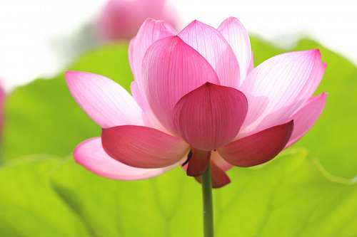 Pink Flower