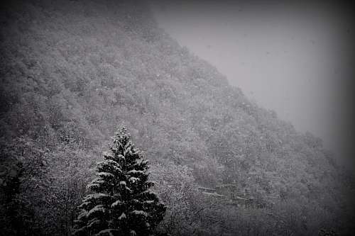 black, mountain, snow, winter, pine, landscape, ni