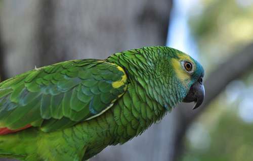 parrot parrot