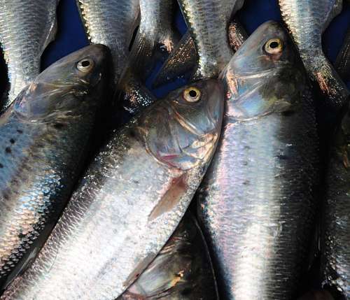 Bosnito Fish