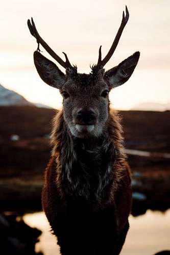 scotland Portrait of an Angelic Highland deer in Scotland