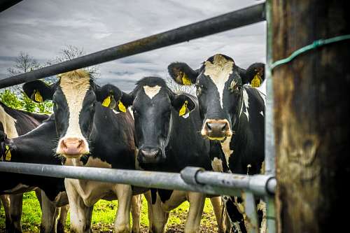 cow, cows, rural scene, Holstein, stain, white, bl