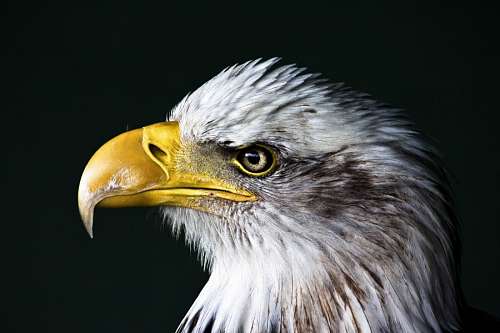 king-of-the-jungle American Eagle Head