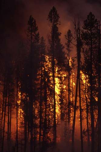 110 Forest fire