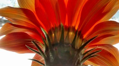 Flower, Flowers, Nature, Spring 