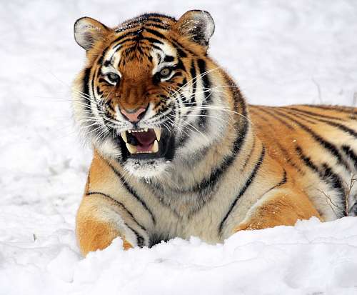 fangs Tiger