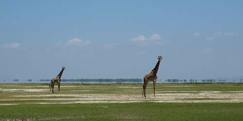 giraffe-eating-savannah giraffes