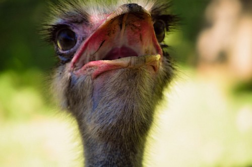 heavy Ostrich with open beak