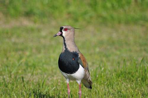 One Animal, Bird, Tero 