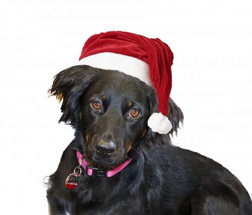 Dog Christmas