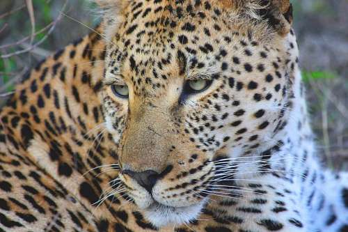 leopard Leopard