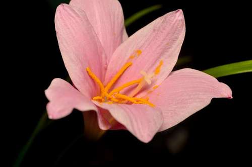 Lily flower with black background