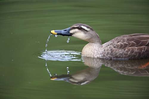 duck