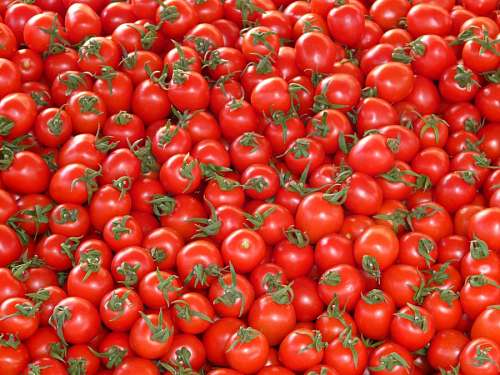 Group of fresh tomatoes