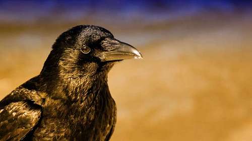 curious-animal  close-up of a  black crow with a golden background