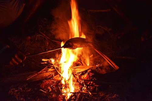 Cooking a fish on a campfire