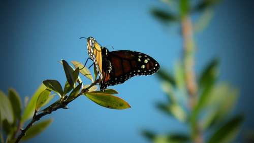 Mariposa, insecto, vuelo, capullo, primavera