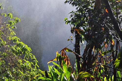 Jungle