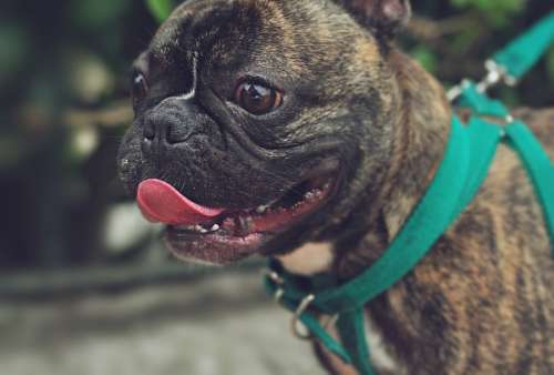 French Bulldog