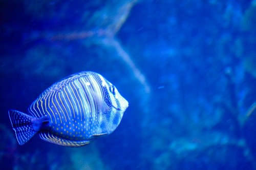 tank Fish in the aquarium