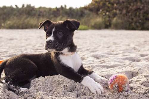 andrew-jackson Puppy at beach