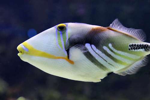 tank closeup of the profile of a beautiful fish with a dark background