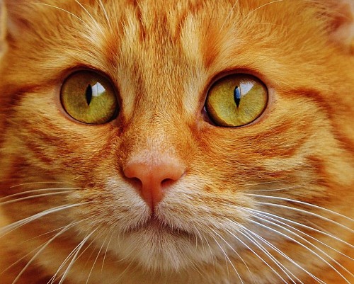 Close-up of intense feline look