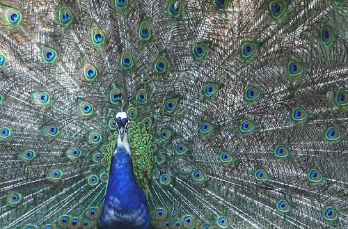 Peacock