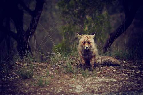 threats Fox