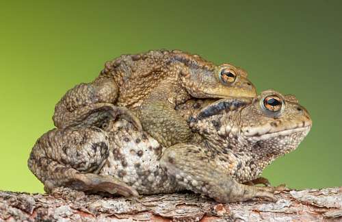 sex-symbol toads