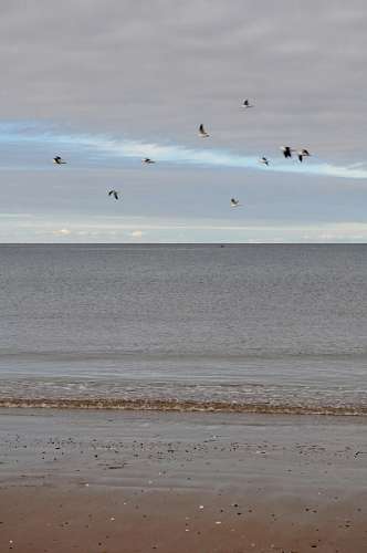 gull gull, gulls, Puerto Madryn, day, beach, coast, sky