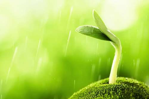 sprout bud