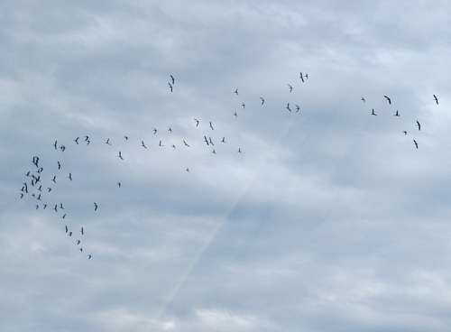 Flock of Birds