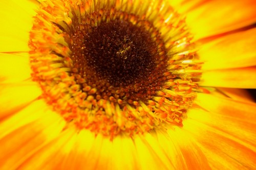 Close up yellow yerbera flower