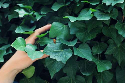 connect-the-dots Woman touching plants