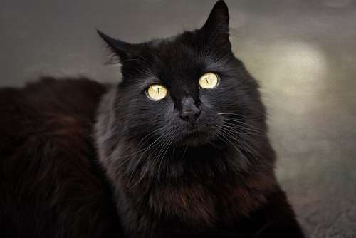 witch Black cat