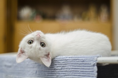 White Reverse Cat