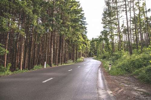 Road in the forest
