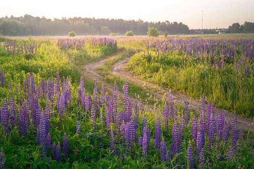 Field with lavender flowers