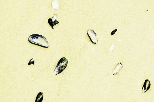 Snails background on the sand on the beach