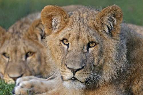 Lions
