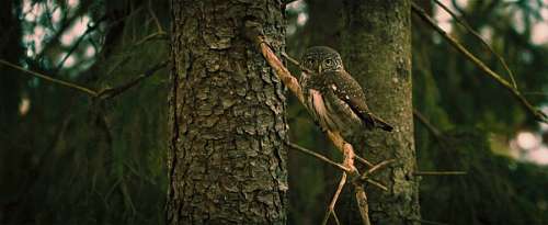 owl 