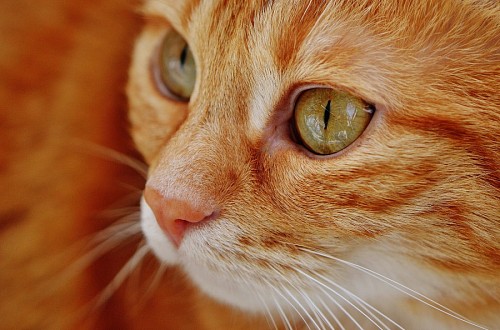  Gatuna's profile