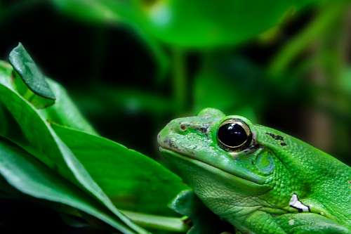 Frog