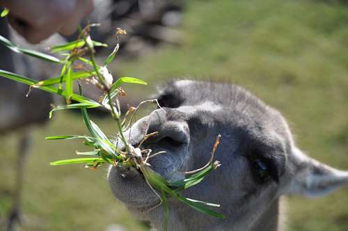 Guanaco