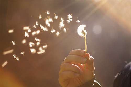 sunbeam Dandelion