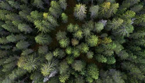  Pine forest view from above